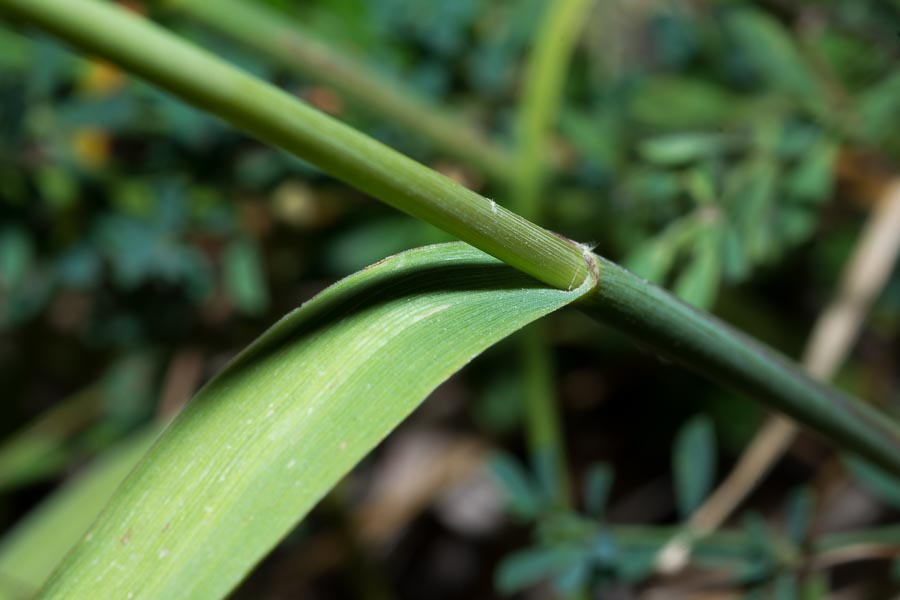 Seconda Poacea in Appennino - Molinia arundinacea